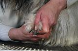 GRIFFES - SKYE TERRIER 074